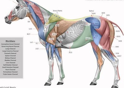 Animal Mrt Trigger Points