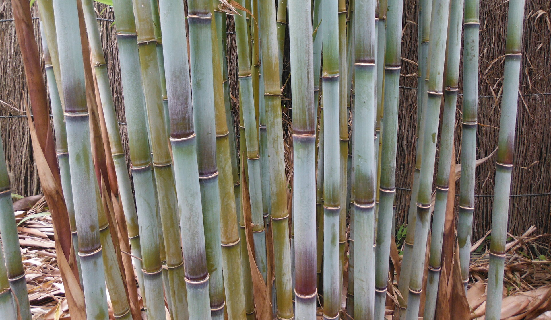 Get rid of bamboo | controlling bamboo | NZ | Bambusero