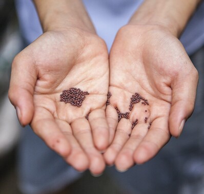 Growing a mustard seed culture