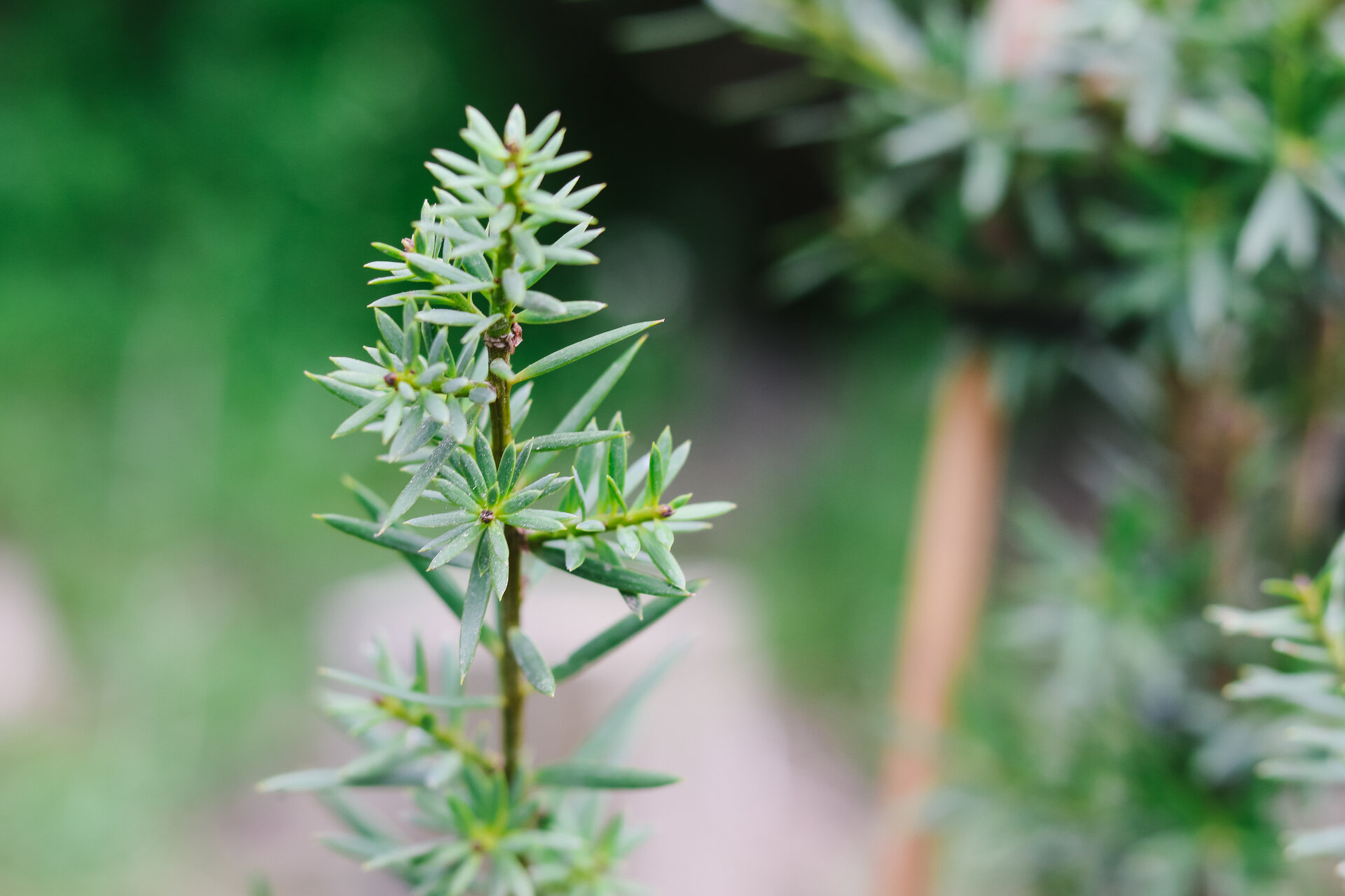 Bushtown Waimate | Tōtara Tree Planting