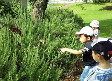 Something's hiding in the rosemary