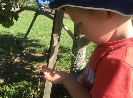 Learning about insects