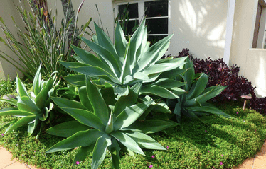 Tropical Garden Design: Everything You Need To Know
