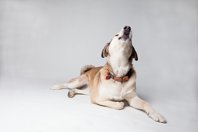 How To Stop Your Dog Barking Nose To Tail Dog Wash