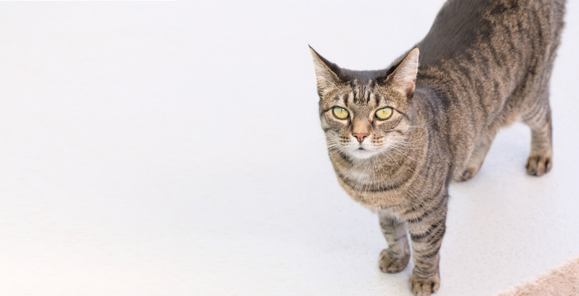 Discounted desexing of cats Cats Protection Wellington